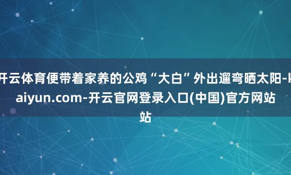 开云体育便带着家养的公鸡“大白”外出遛弯晒太阳-kaiyun.com-开云官网登录入口(中国)官方网站